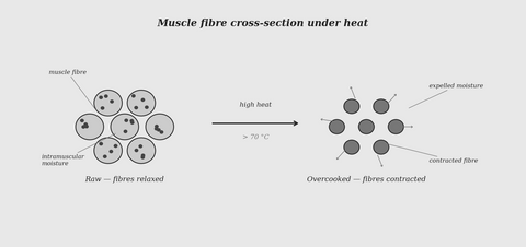 Muscle fibre cross-section under heat — science illustration
