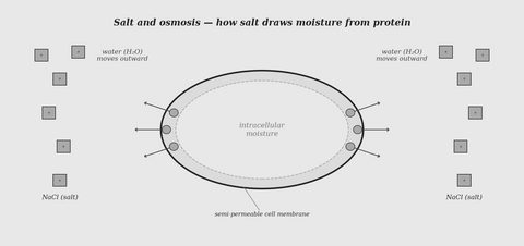 Salt and osmosis — cell membrane diagram — science illustration