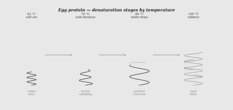 Egg protein denaturation stages by temperature — science illustration