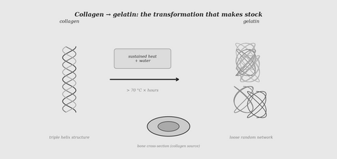 Collagen to gelatin transformation — stock science illustration